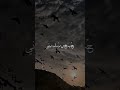 حالات واتس المولد النبوي يرتوي بالحب قلبي ماهر زين حالات واتس المولد النبوي يرتوي بالحب قلبي ماهر زين