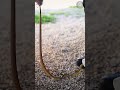 Reptile Sniffing Dogs