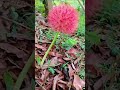 กลมๆแดงๆ #farming #fruit #fishing #food #garden #nature #tree