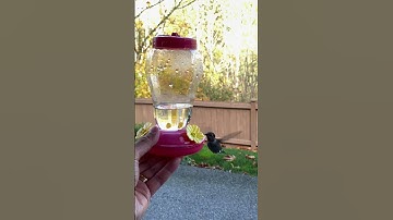 Handholding feeder for hummingbird in slow motion