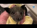 Baby flying-fox cries all the time:  this is Fussbudget at midnight