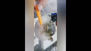 🔎😂 футаж рыба ест морковь  #shorts #subscribe #respect #приколы #tiktok #trending #fish #shorts