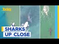 Unbelievable vision of great white shark sneaking up on swimmer | Today Show Australia