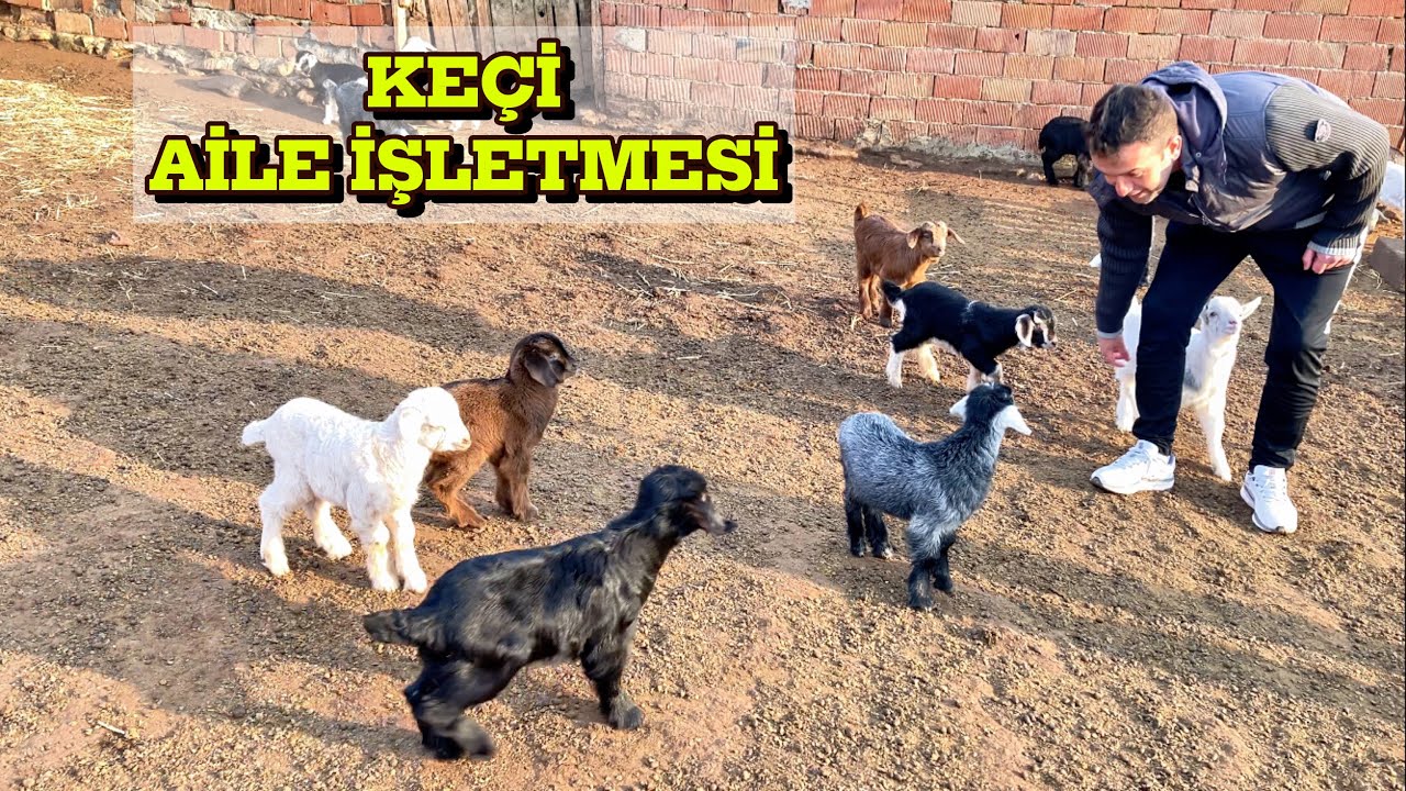 KEÇİ BAKMAK PARA KAZANDIRIR MI ?