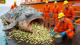 Rescue Team Saves Giant Puffer Fish From Heavy Barnacle and Algae Growth 🐡 | Ocean Rescue