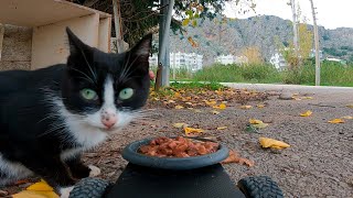 Robot brought a surprise food delivery for a homeless cat!