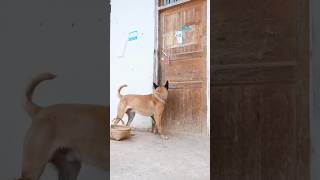Dog's helping nature...must watch #dog #dogshorts #pets #helpmemakethismakesense #dogfans