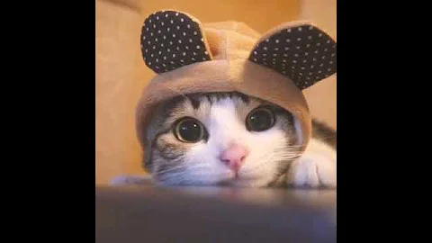 ZoeyKitten