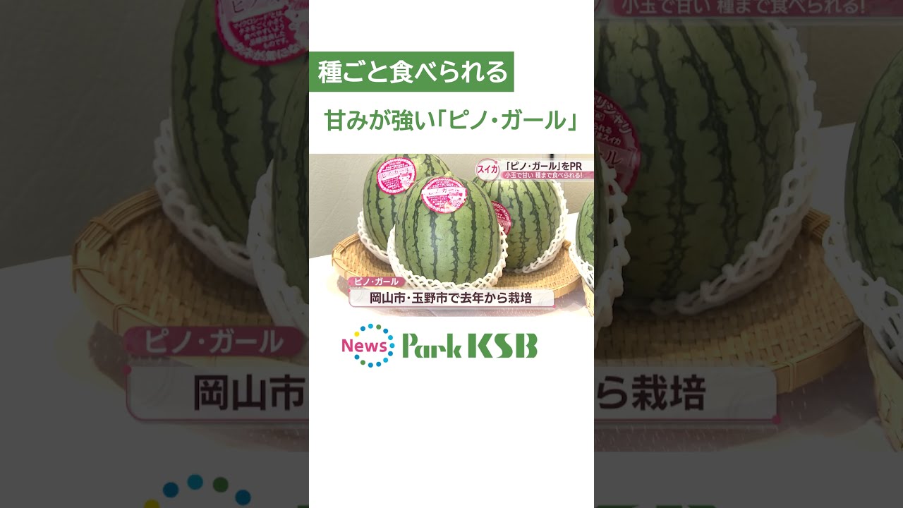 専用ページ　ミニ　すいか 小玉スイカ・ピノガール| 種・苗・ガーデニング用品の【タキイ