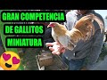 Competencia de gallitos miniatura kikiriki o habaneros