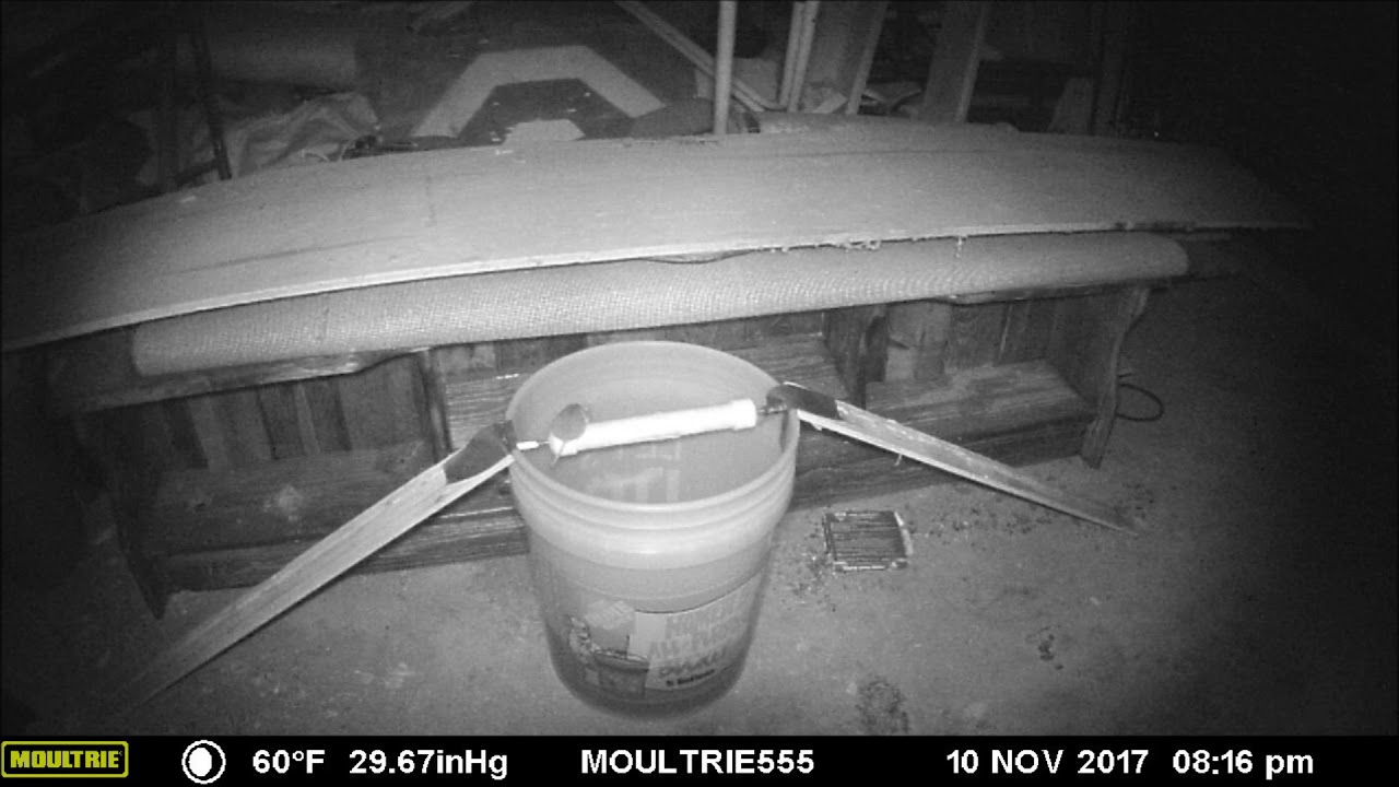 The Rolling Log Mouse Trap In Action