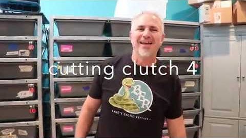 Cutting banana pied ball python eggs.Clutch 4