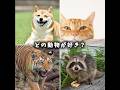 どの動物が好き？ #動物 #可愛い #犬 #トラ #猫 #アライグマ
