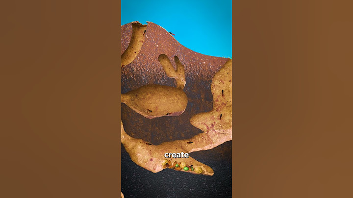Looking Inside of an Ant Mound 🤨