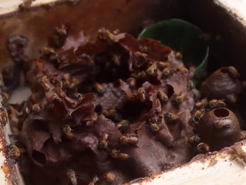 Video: Información de la planta de abejas de las Montañas Rocosas: aprenda a cultivar plantas de abejas de las Montañas Rocosas