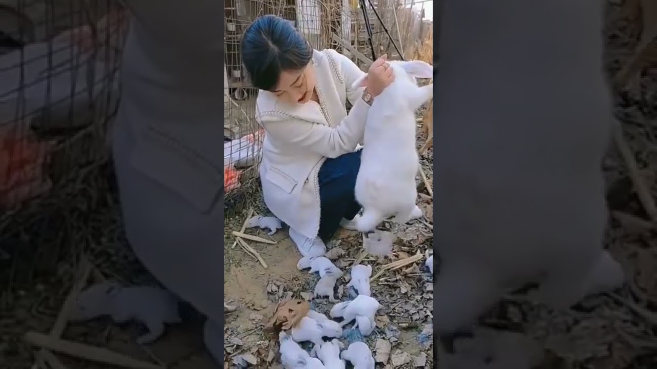Mother Rabbit giving birth to baby rabbits 🥰