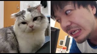 遠慮がちな頭突きで甘える白モフ猫 (もちとら擬人化映像入り)