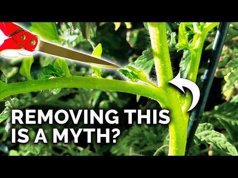 9 Tomato Growing Myths to Avoid!