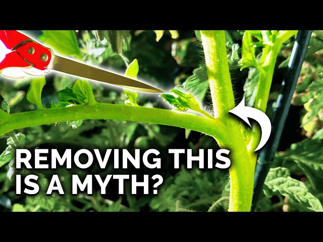 9 Tomato Growing Myths to Avoid! class=