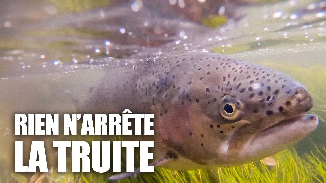 Truite fumée, fraîche ou sauvage : que mange-t-on vraiment ?