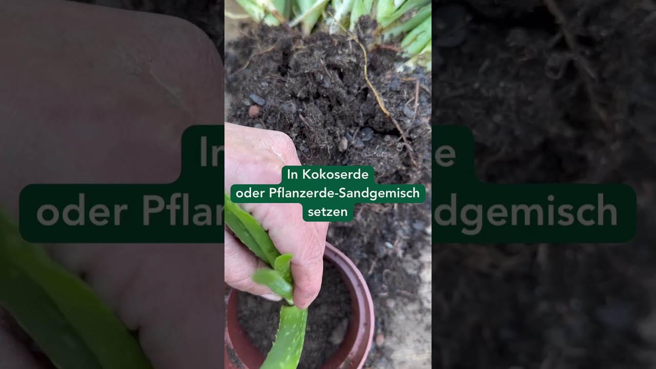 Aloe Vera vermehren   #shorts - YouTube