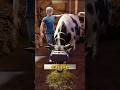 This Is How Farms Increase Milk, Meat &amp; Profit! #shorts