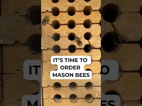 Rent Mason Bees Has 3 Million Clean Mason Bee Cocoons Ready for Spring Pollination in Backyard Gardens and Orchards