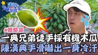 一典兄弟徒手採收有機木瓜！陳漢典手滑讓木瓜慘摔嚇出一身冷汗？！【請問 今晚住誰家】體驗篇 20220608 EP557 Part1 王傳一 陳漢典