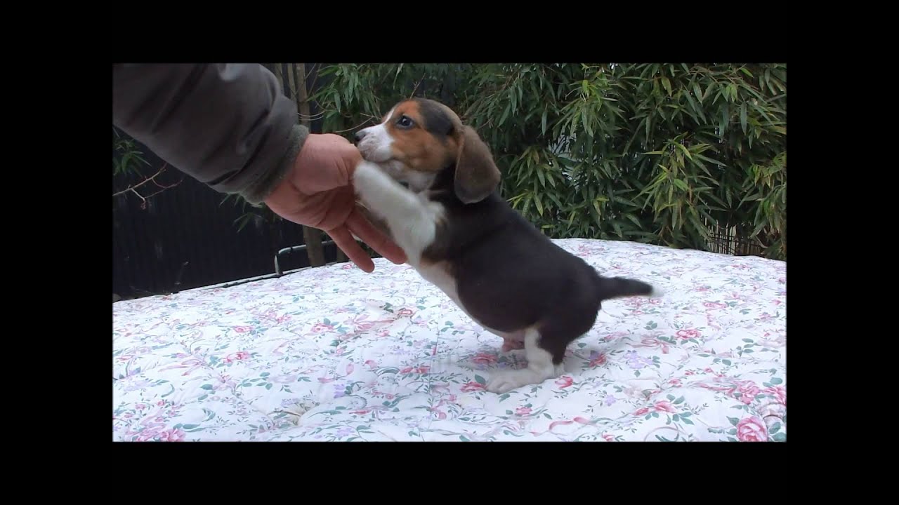 ビーグルの子犬 生後65日齢