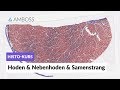 Histologie Hoden, Nebenhoden und Samenstrang - Mikroskopische Anatomie - AMBOSS Video