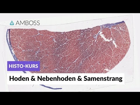 Histologie Hoden, Nebenhoden und Samenstrang - Mikroskopische Anatomie - AMBOSS Video