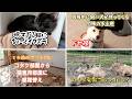 真夜中に飼い犬が持ってくる恐怖の手土産