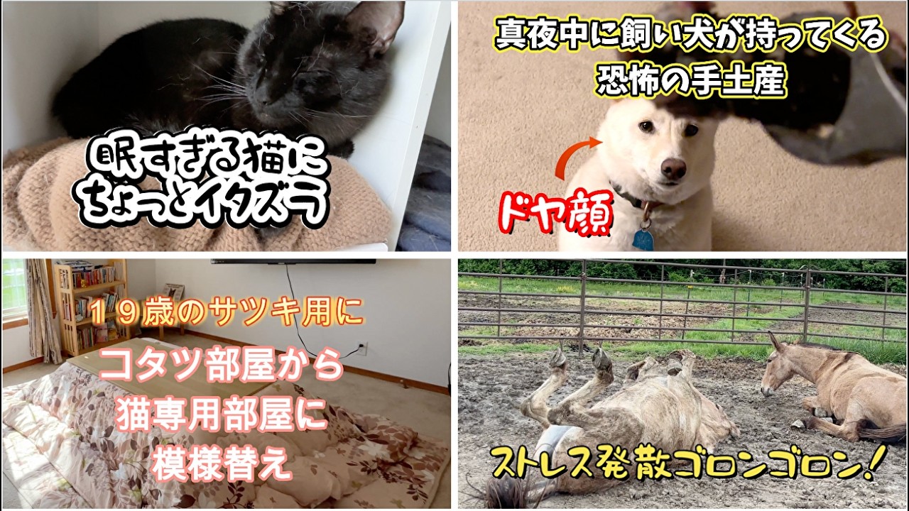 真夜中に飼い犬が持ってくる恐怖の手土産