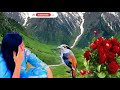 Gojri song gojri short status whatsapp status singer safeer hassan naz