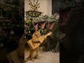 рыжик начинает праздновать  #cat