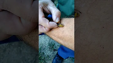 Kde je Sršní hnízdo?