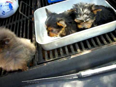 shimmertime yorkies