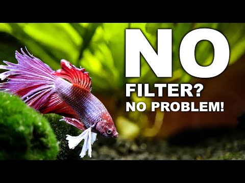 Video: Betta zivis bļodās: saka nē!