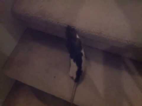 pet rat climbing stairs