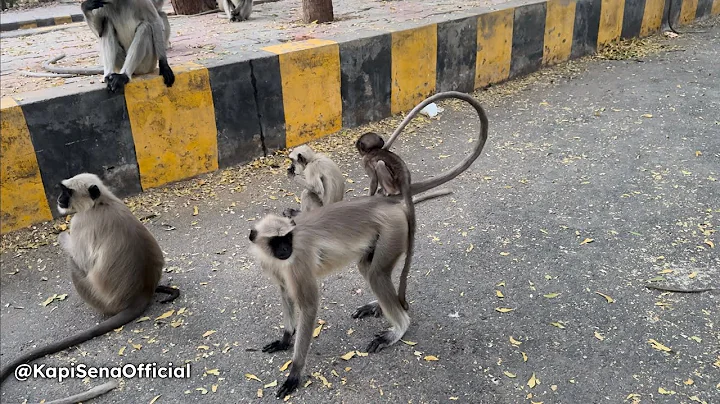 Feeding Food To Monkeys (Kapi Sena)🐵🐒 