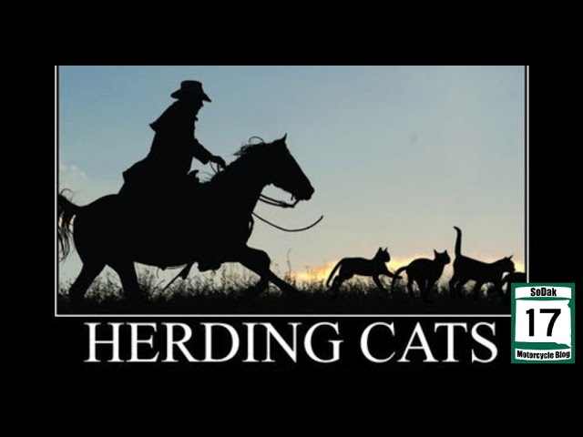 like herding cats｜TikTok Search