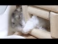勝手に気に入らない家からお気に入りの家に引っ越ししてしまうジャンガリアンハムスター#Shorts