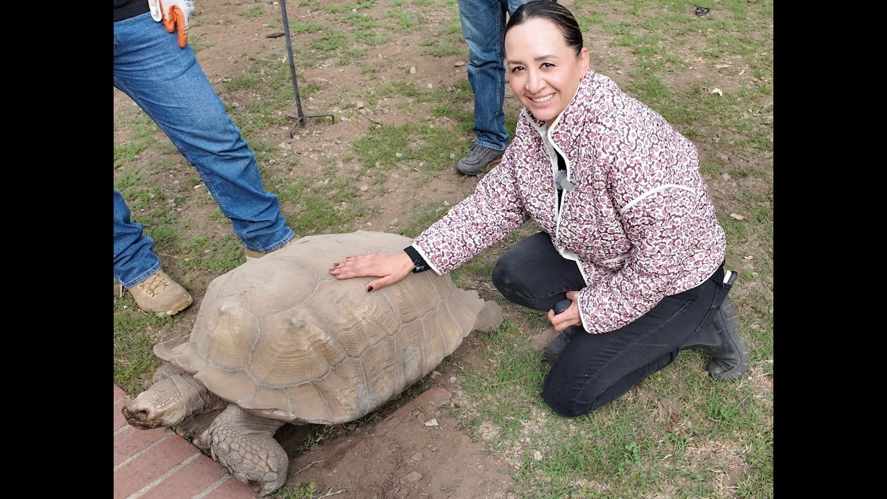 Una tortuga, miles de libros y artesanías:  Increíble lo que tiran los ricos en Los Ángeles 🐢📚✨