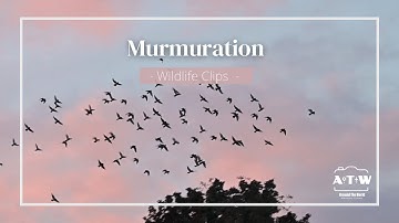 Wildlife Clips | Murmuration | Birds Fly In Unity Across Pink And Blue Skies