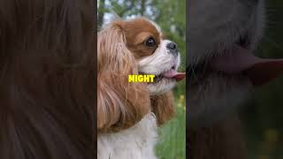 Hidden Signs Your Dog Is Anxious You Should Know #shorts
