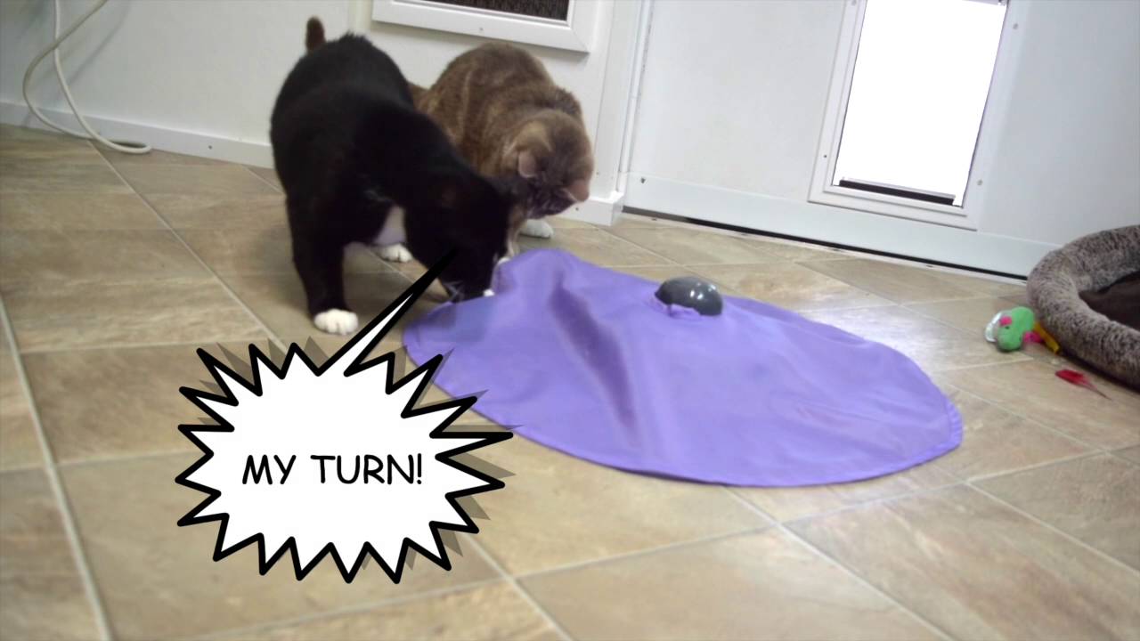 cats inn Cookie says, no mine!