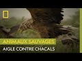 Un aigle à queue blanche convoite le butin d'un couple de chacals