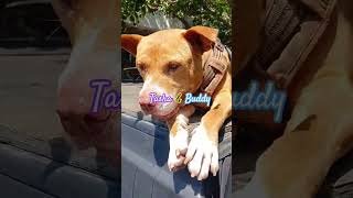 My best friends.... #tasha #buddy #dogsofyoutube #pitbull #f250 #vanlife