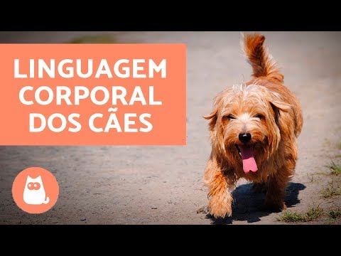 Vídeo: Como Os Cães Lidam Com O Movimento