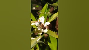 { و اوحى ربّكَ إلى النحل } سورة النحل / للقارئ سعد الكردي  - ig : @ayoub_zayani8
